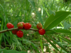 Baies de Mézéréon - Bois joli, plante toxique - photo J.F. Gaffard sous licence creative common.