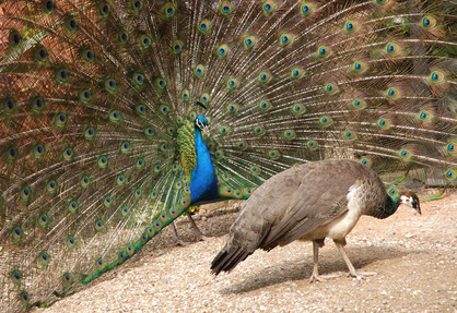 © tezzstock - Fotolia.com