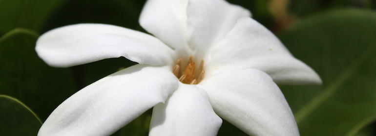 Tahiti Océanie